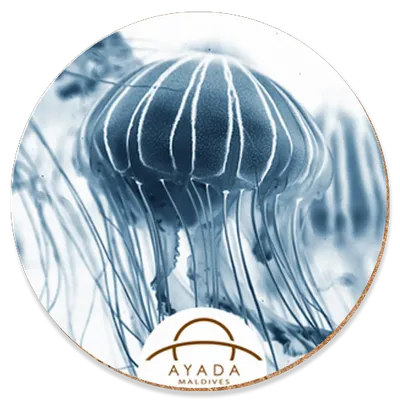 Round - Custom Cups Now