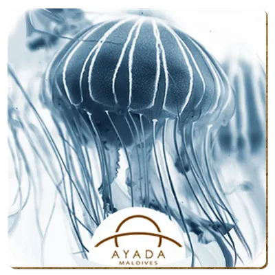 Square - Custom Cups Now