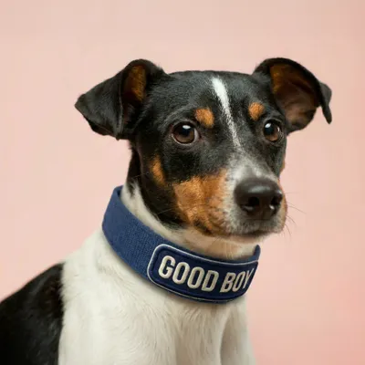 Pet Harness - Custom Cups Now