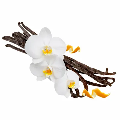 Vanilla - Custom Cups Now