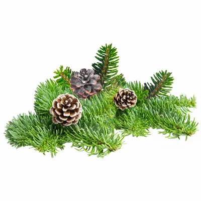 Pine - Custom Cups Now