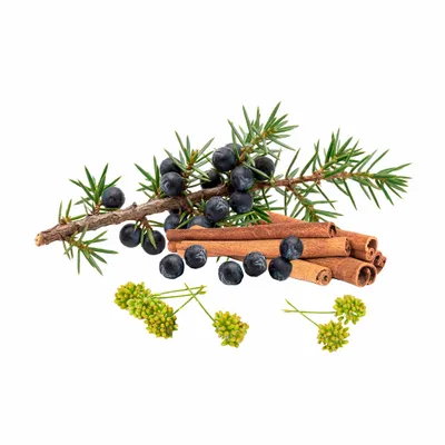 Juniper Berry - Custom Cups Now