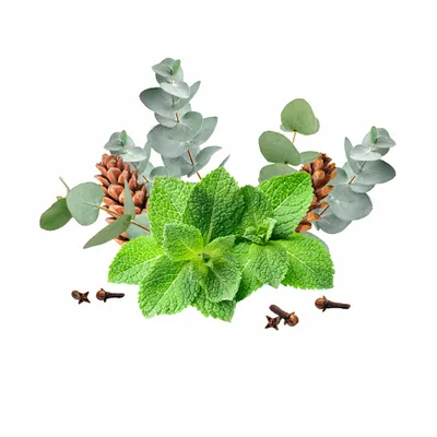 Eucalyptus & Mint - Custom Cups Now